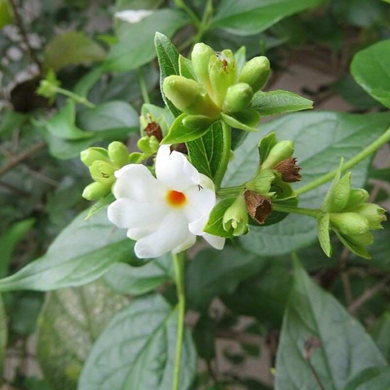 पारिजात — Parijat