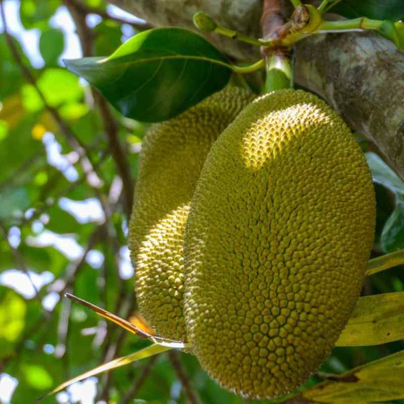 फणस — Jackfruit