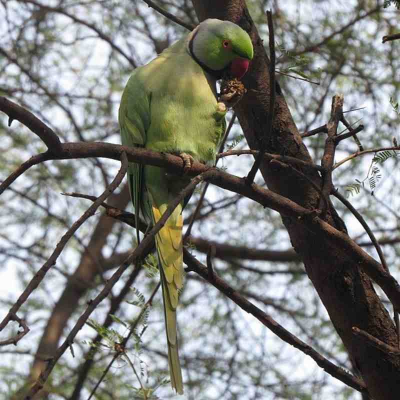 पोपट — Parrot in Marathi for kids