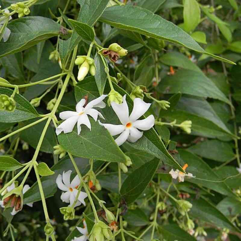 प्राजक्त — Prajakta