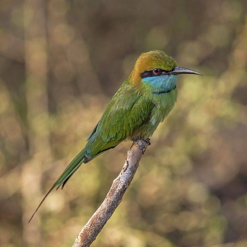 राघू — Parakeet in Marathi for kids