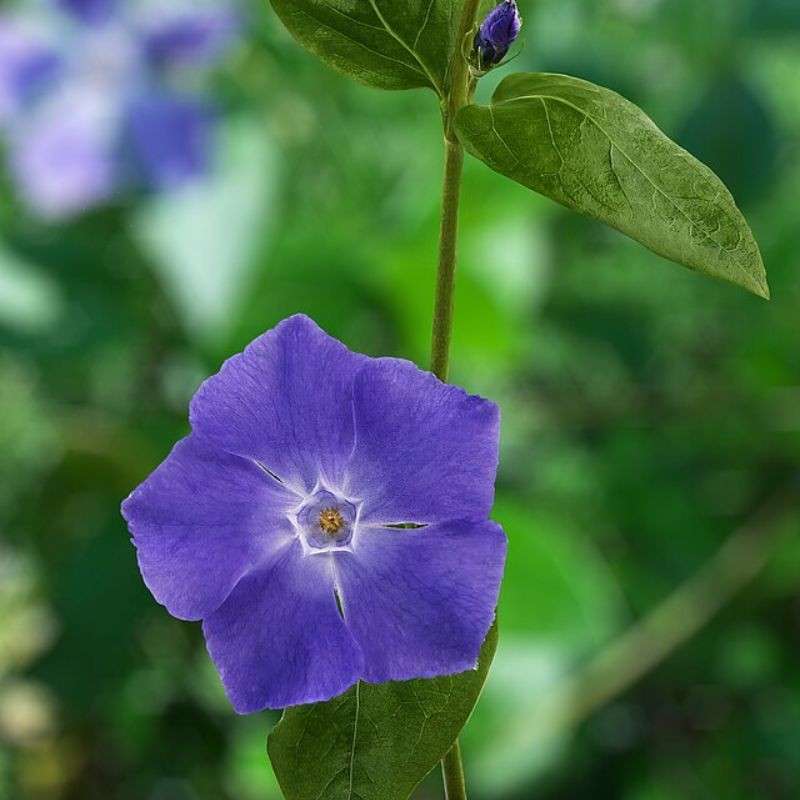 सदाफुली — Periwinkle