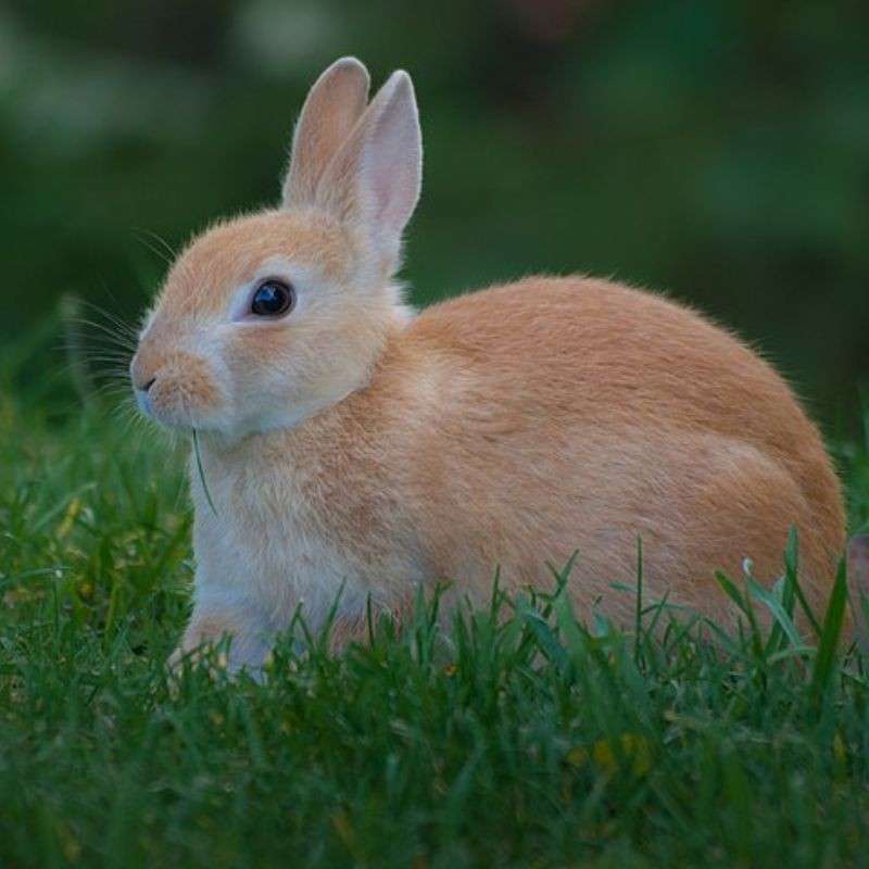 ससा — Rabbit in Marathi for kids