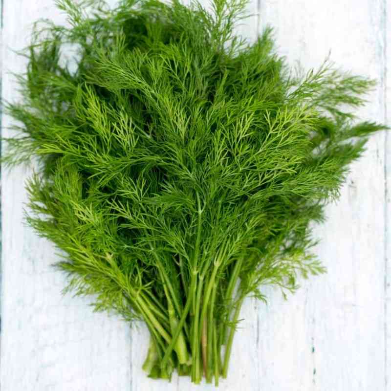 शेपू — Dill