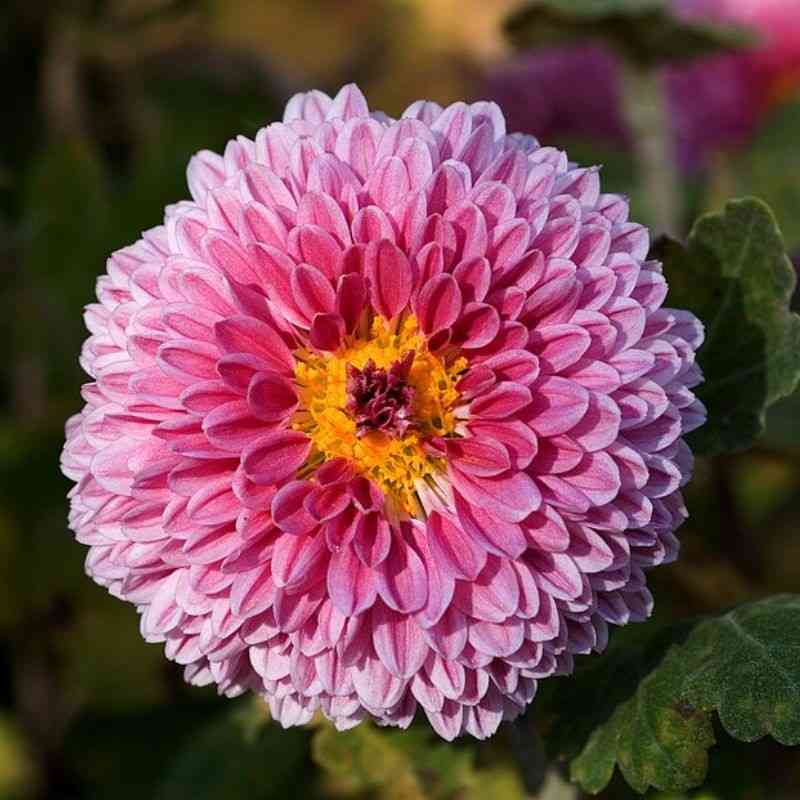 शेवंती — Chrysanthemum