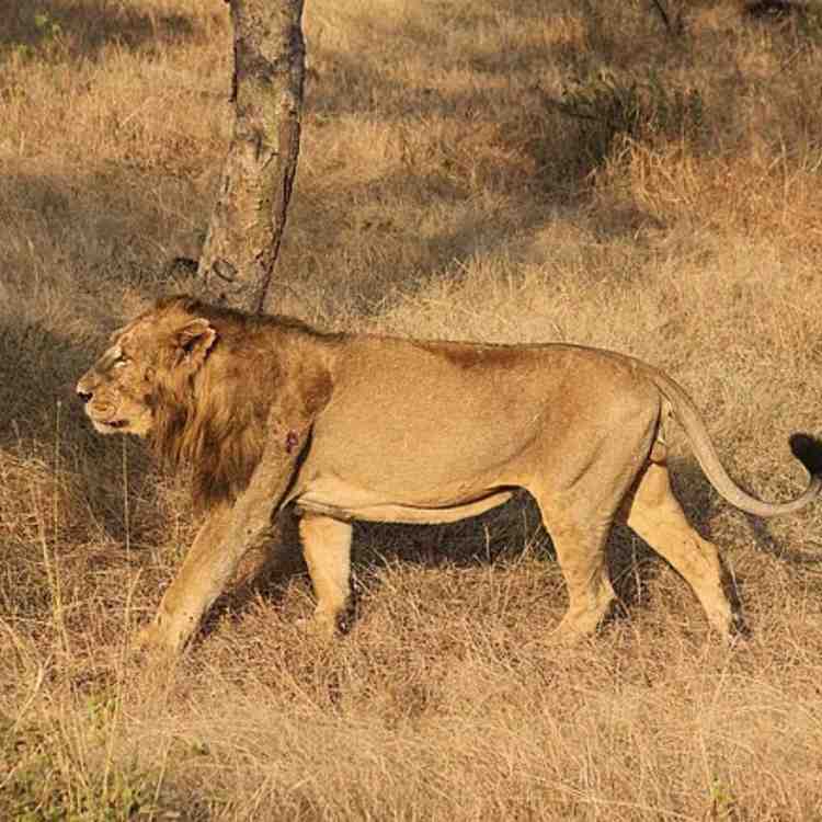 सिंह — Lion in Marathi for kids