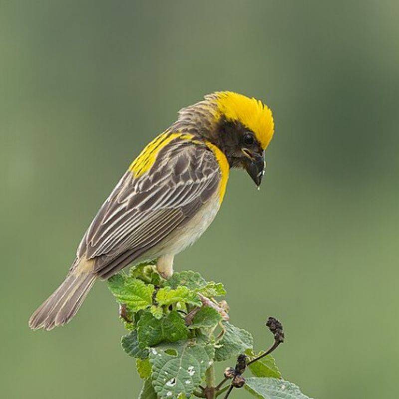 सुगरण — Weaver bird in Marathi for kids