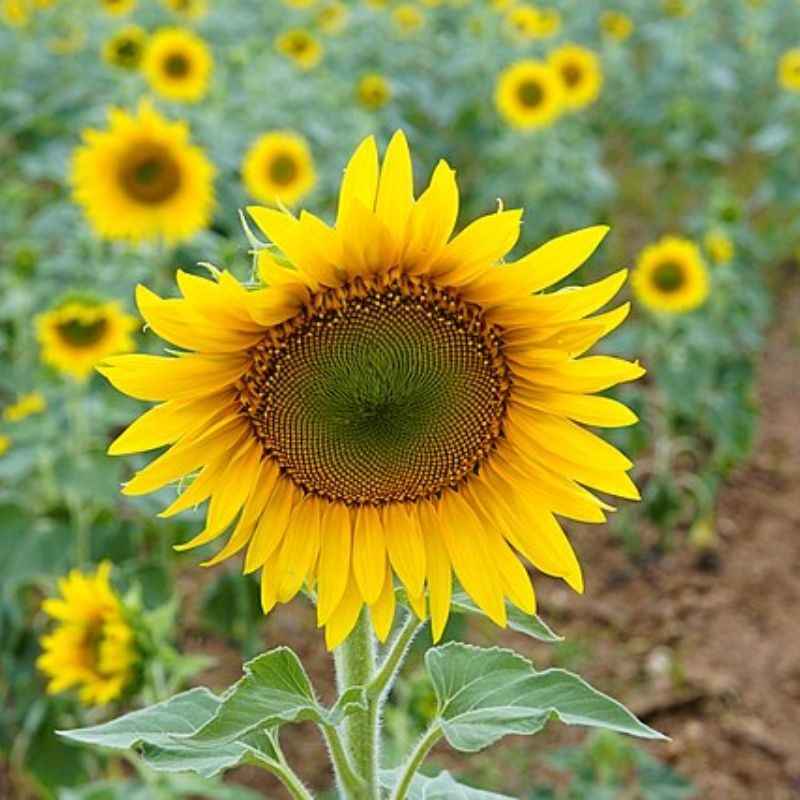 सूर्यफूल — Sunflower