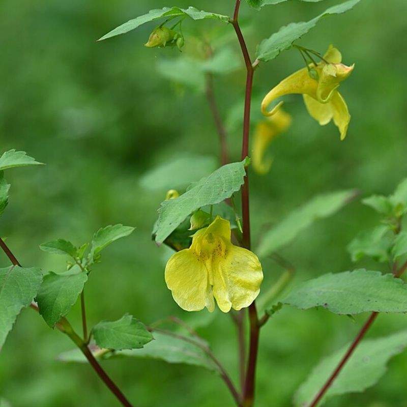 तेरडा — Balsam