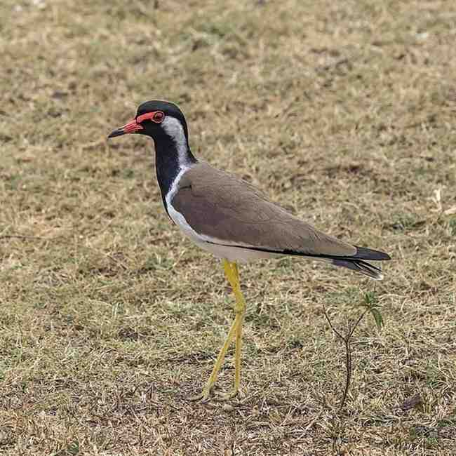 टिटवी — Lapwing in Marathi for kids