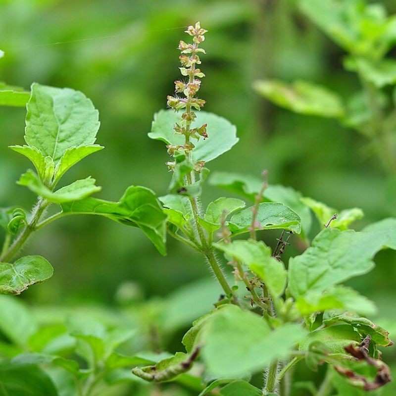 तुळस — Tulsi