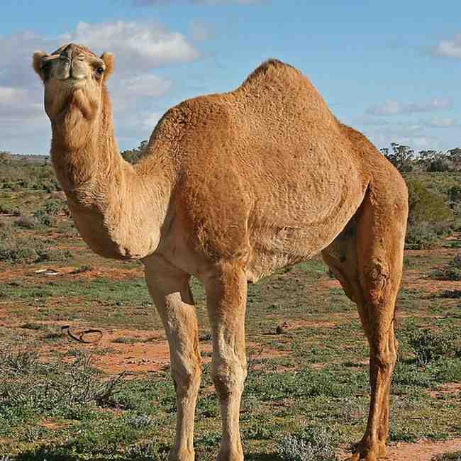 उंट — Camel in Marathi for kids