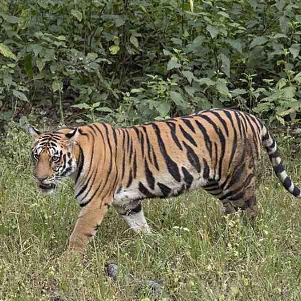 वाघ — Tiger in Marathi for kids