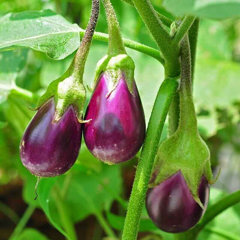 वांगे — Brinjal