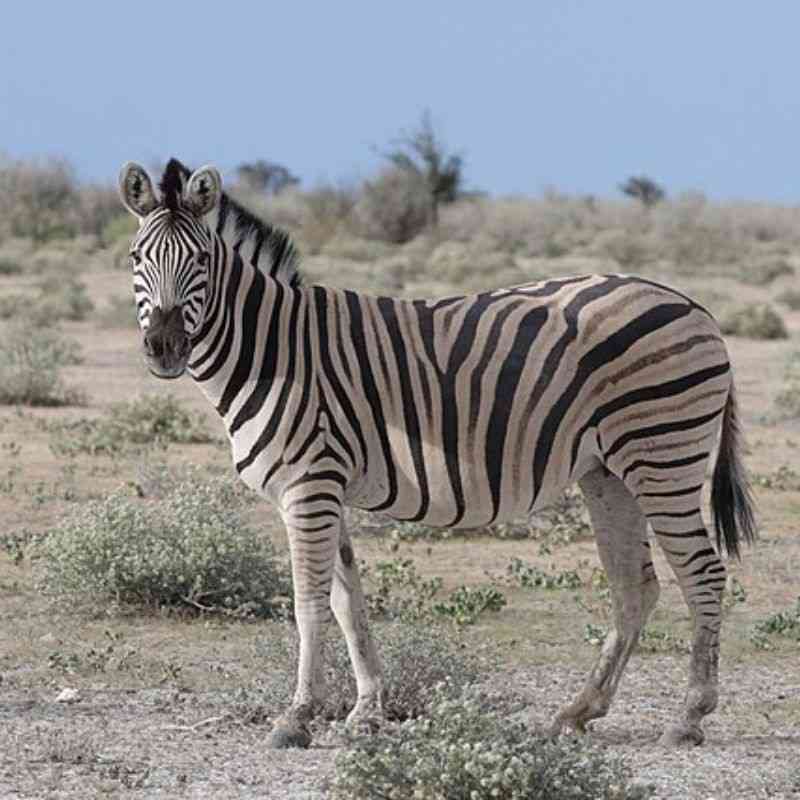 झेब्रा — Zebra in Marathi for kids