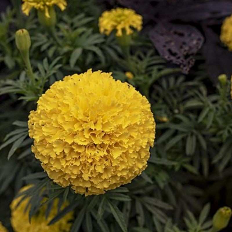 झेंडू — Marigold